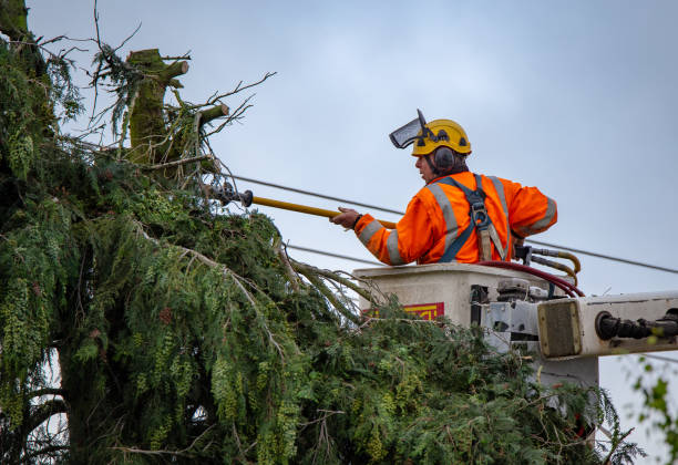 Leaf Removal in Hobart, IN