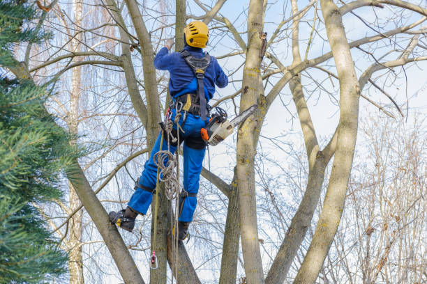 Best Utility Line Clearance  in Hobart, IN