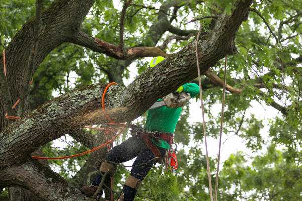 Best Storm Damage Tree Cleanup  in Hobart, IN