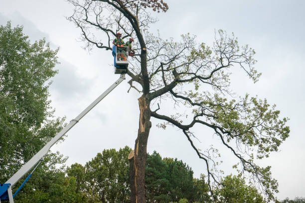 How Our Tree Care Process Works  in  Hobart, IN