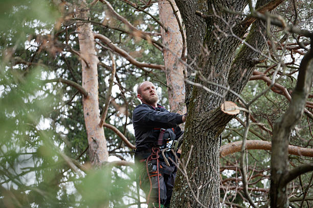 Best Tree Disease Treatment  in Hobart, IN