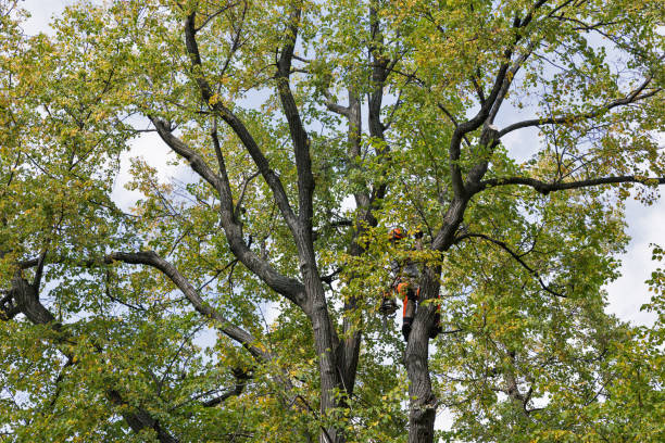 Hobart, IN Tree Care Company